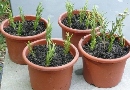 Propagating rosemary sprigs Cristina Sanvito/Flickr