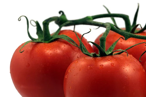 Growing the great-tasting tomato