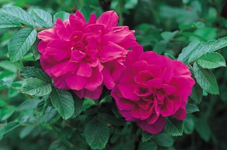 Rugosa rose 'Hansa' F.D. Richards/Flickr