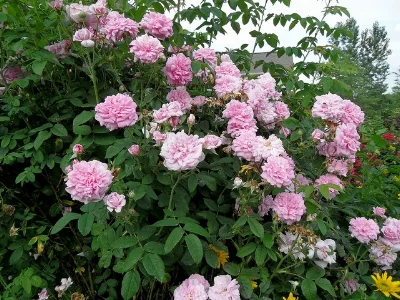 Damask rose 'Jacques Cartier' F.D. Richards/Flickr