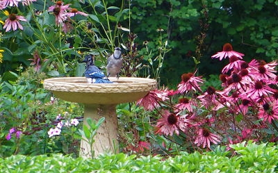 Bluejays bathing Rachel Kramer/Flickr