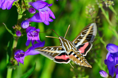 Creating backyard habitat
