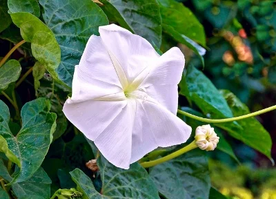 Moonflower Swallowtail Garden Seeds