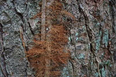 Hairy poison ivy holdfasts Jay Cross/Flickr