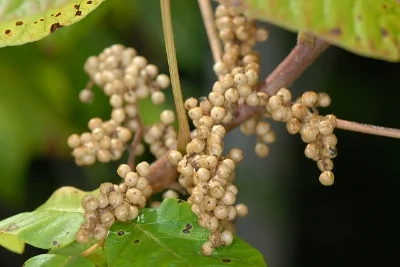 Poison ivy berries Sam Fraser-Smith/Flickr