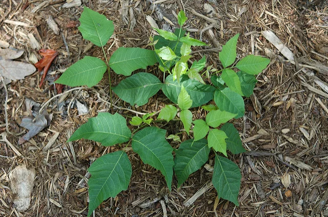 Peril in the plant kingdom