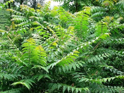 Ailanthus thicket NatureServe/Flickr
