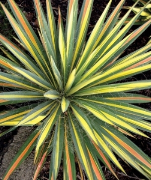 Yucca 'Color Guard' Terra Nova Nurseries