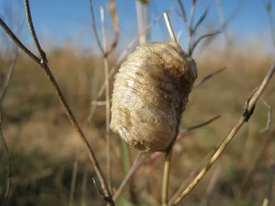 Egg case John Tann/Flickr