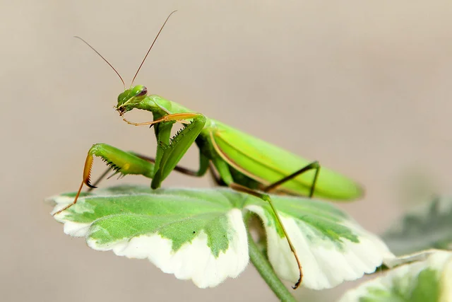 Mantises, praying and preying