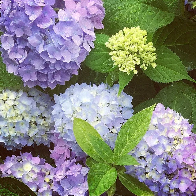 Breeding a better hydrangea 