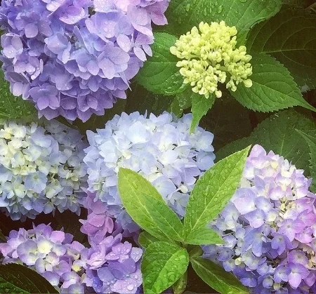 'Endless Summer' hydrangea Michelle Oshen/Flickr