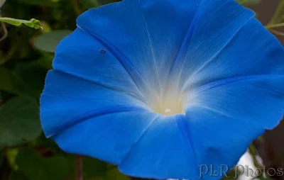 Morning glory 'Heavenly Blue' Robert & Pat Rogers/Flickr