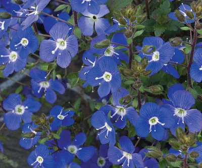 Getting the blues