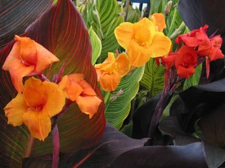 Cannas Tesselaar Plants