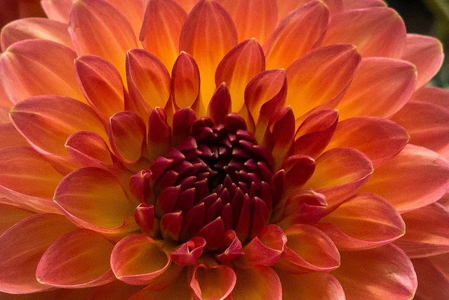 Dahlias: August's flower