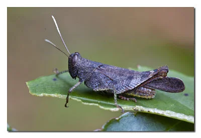 Just crickets