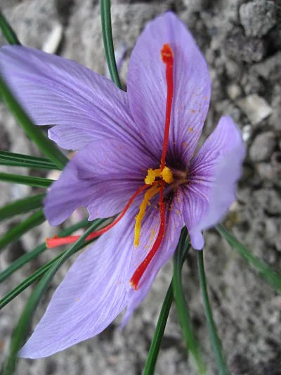 Autumn crocus and the "golden spice" 