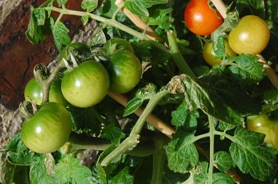 Ripening those green tomatoes