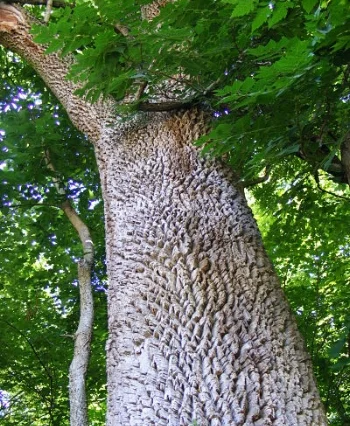 White ash mightyjoepye/flickr