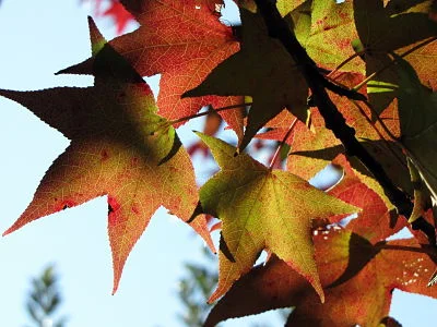 When autumn leaves start to fall