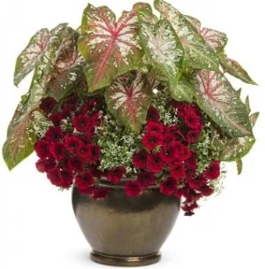 Variegated caladiums (at top) can be stored as tubers. Proven Winners