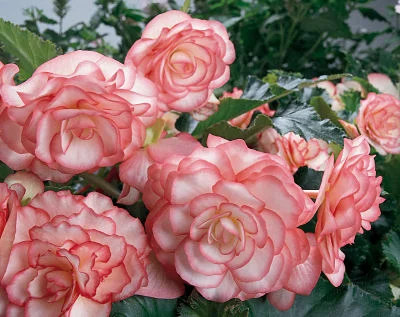 Never say die: Overwintering favorite plants