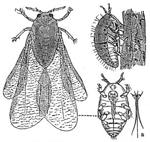Phases of the phylloxera mite