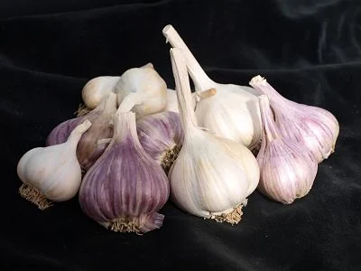 Garlic planting time