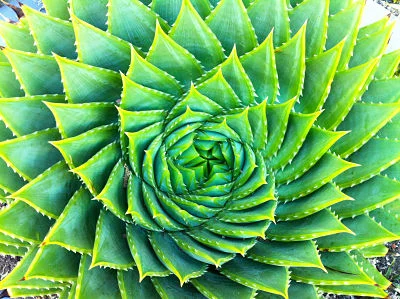 Succulents: Durable garden oddballs