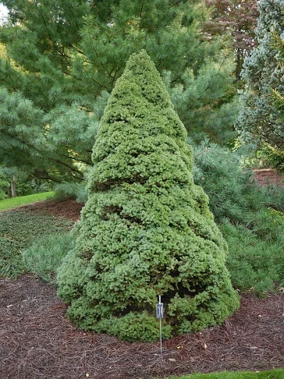 Dwarf Alberta spruce 'Sander's Blue' F.D. Richards/Flickr