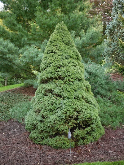 Coming up short: Dwarf evergreens