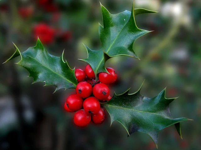 Holly: A matter of Jersey pride   