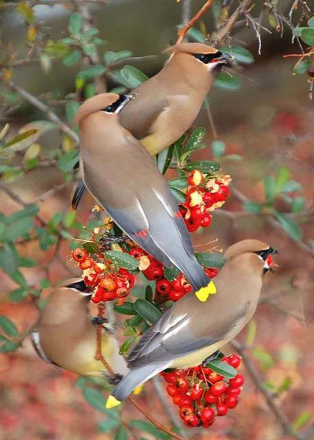 Party time for cedar waxwings