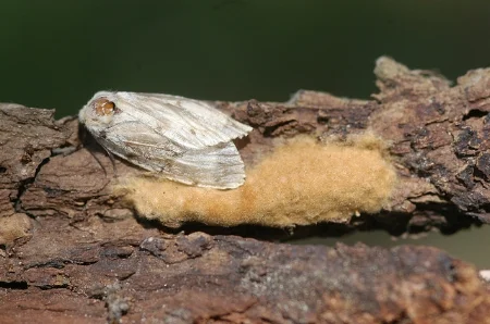 Gypsy moth, with egg mass Wisconsin Dept.of Natural Resources