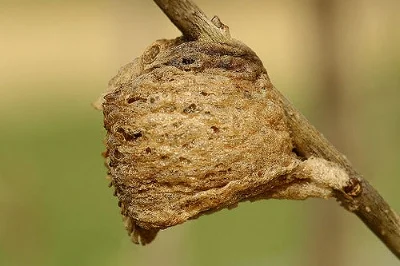 Preying mantis egg case Indiana Ivy Nature Photo/Flickr