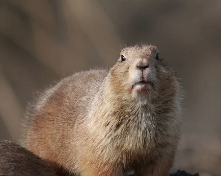 Groundhog Urville Djasim/Flickr