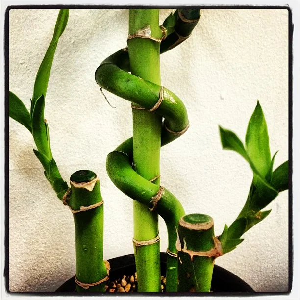 How lucky is this "bamboo?"