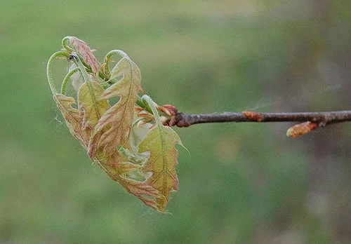 Oak leaves emerging. Eli Sagor/Flickr