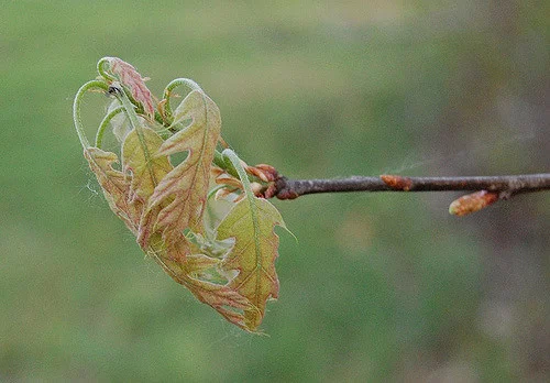 Phenology: Mother Nature's calendar