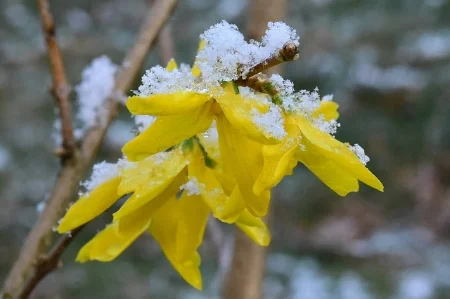 Forsythia under snow. sigckgc/Flickr