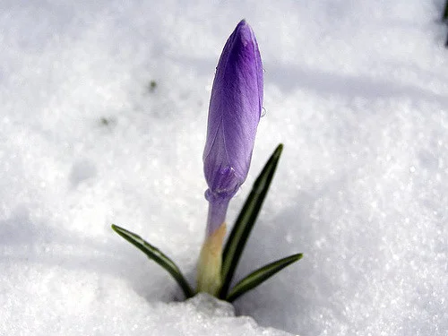 Countdown to Spring