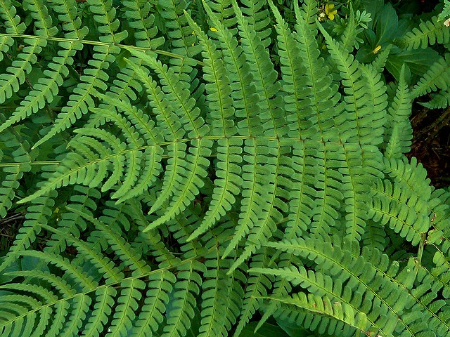 Frond wishes