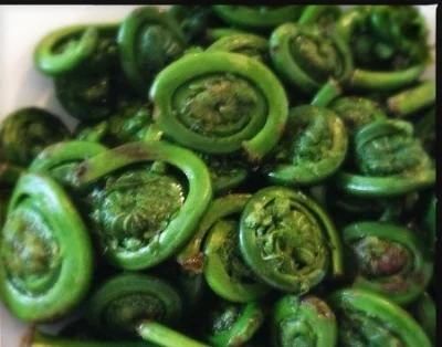 Fiddleheads Seth Anderson/Flickr