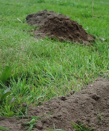 Mole run and molehill Kim F/Flickr