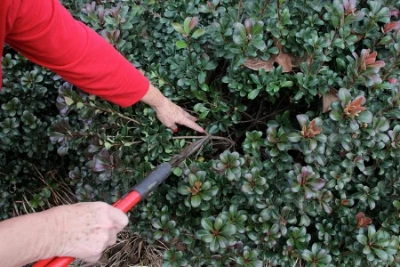 Shaping shrubs. UGA College of Ag and Engineering