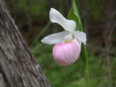 The fleeting beauties of spring