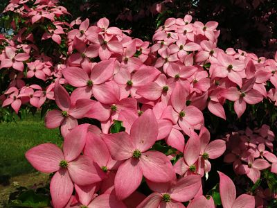 Breeding a better dogwood