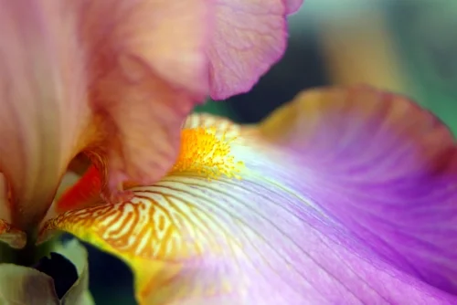German (bearded) iris Russ Morris/Flickr 