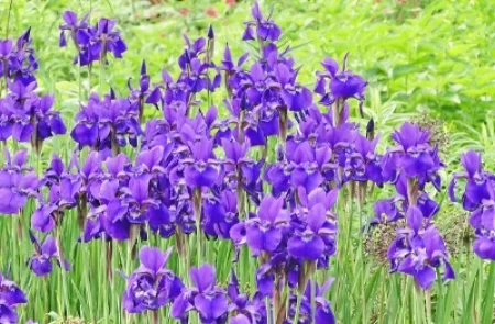 Siberian irises John Guest/Flickr
